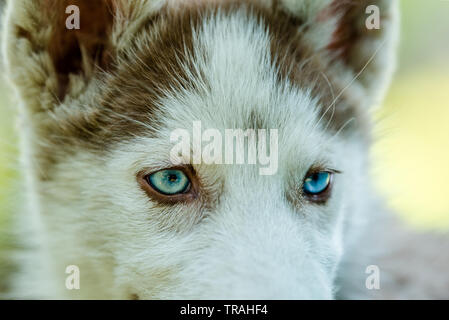 husky with green eyes