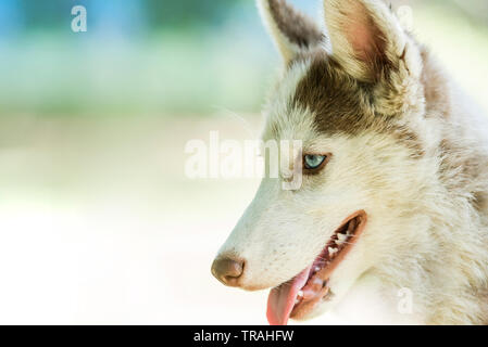 Cute blue eye siberian husky puppy in isolated background Stock Photo