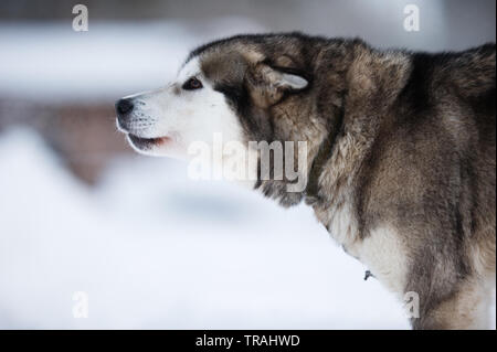 Portrait of Alaskan Malamute, sledge dog. Stock Photo