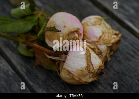 Three dried white and pink roses arranged on a wood background Stock Photo