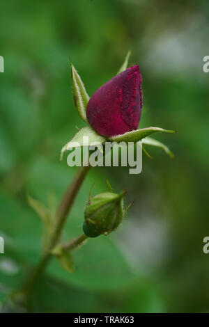 Macro close up of a rose bud on climbing plant in Indiana, USA Stock Photo