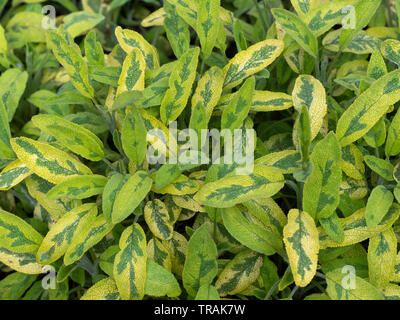 Salvia officinalis 'Icterina' Golden variegated sage Stock Photo