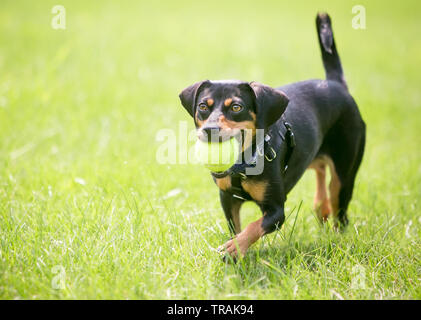 A playful black and red Dachshund mixed breed dog holding a ball in its mouth Stock Photo