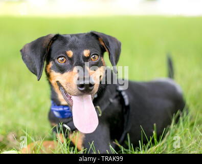 A black and red Dachshund mixed breed dog lying in the grass and panting Stock Photo