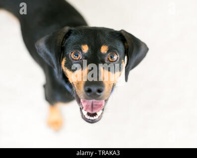 A black and red Dachshund mixed breed dog looking up at the camera with a happy expression Stock Photo