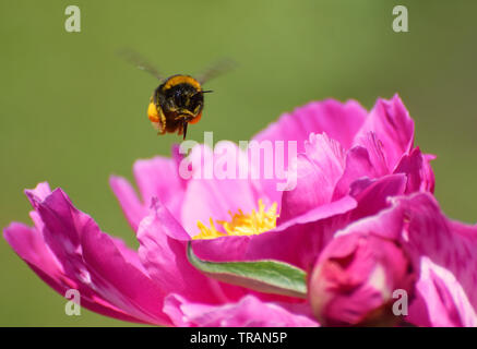 Bumble bee hovering above a pink peony flower Stock Photo