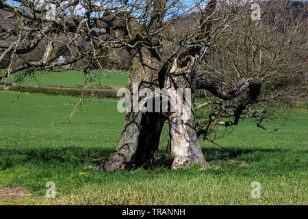 Lonely tree in a field that has been hit by lightening Stock Photo