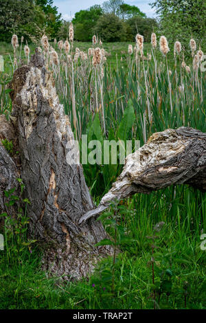 A fallen tree leaf in a marsh full of alga, near the Patoka River ...
