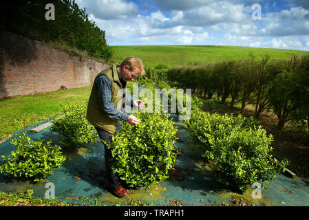 03.06.2005 - Jonathon Jones, Head Gardener at the Tregothnan Estate near Truro, Cornwall, UK, picking Chinese type tea from the plantation. Stock Photo