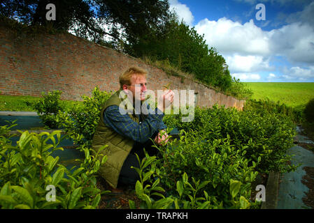 03.06.2005 - Jonathon Jones, Head Gardener at the Tregothnan Estate near Truro, Cornwall, UK, picking Chinese type tea from the plantation. Stock Photo