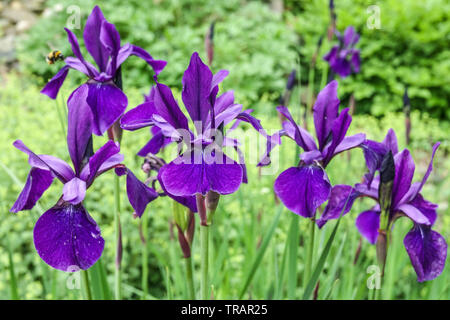 Dark Blue iris sibirica, Siberian Iris, Irises Stock Photo