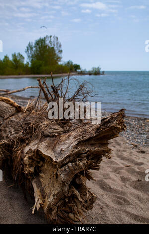 Tree trunk with its roots lying solitary on a beach Stock Photo