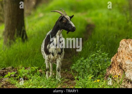 Rural countryside with black and white goat standing on a path on a summer day. Fresh green grass and flowers in foreground and background. Stock Photo