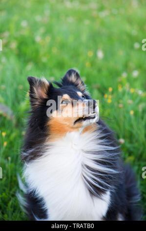 Shetland sheepdog in the meadow. Stock Photo