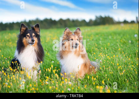 Shetland sheepdogs in the meadow. Selective focus. Stock Photo