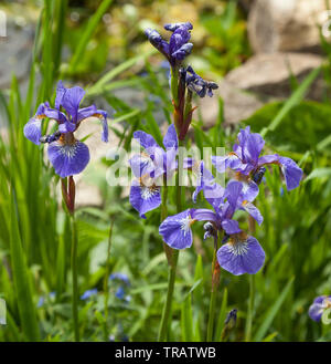 Purple iris flower Stock Photo