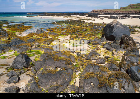 Ardnamurchan area, Western Highlands, Scotland, beach scene with mixed seaweeds on rocks, clean sandy beach Stock Photo