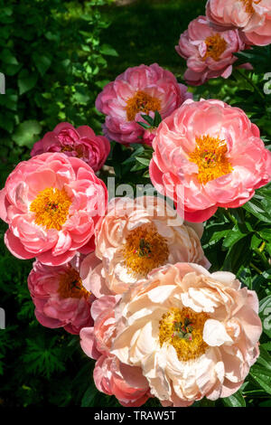 Perennial plants, Pink Peony Paeonia 'Pink Hawaiian Coral', Peonies Stock Photo