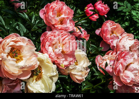 Pink Peony Paeonia 'Pink Hawaiian Coral', Peonies Stock Photo