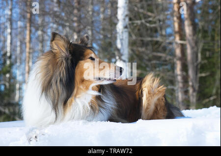 Rough Collie lying down in snow. Stock Photo