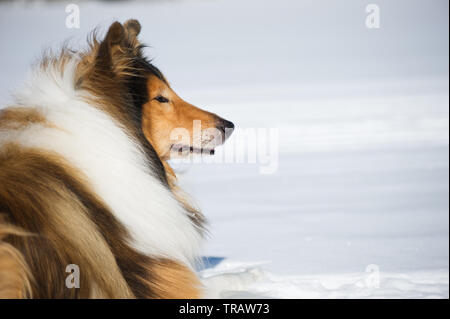 Rough Collie lying down in snow. Stock Photo