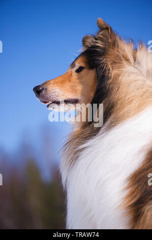 Rough Collie portrait against clear blue sky. Stock Photo
