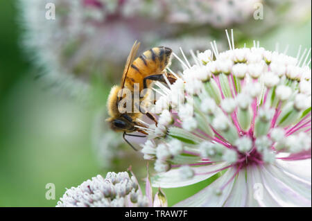 Honey bee on Great masterwort (Astrantia major) flower.