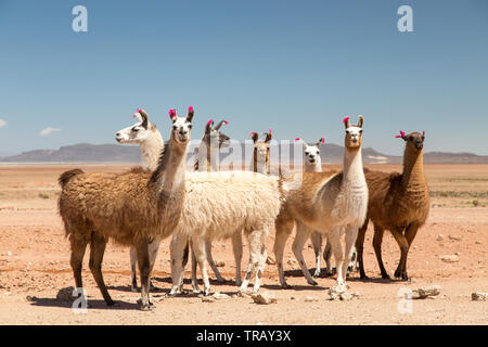 Group of llamas in the Bolivian Altiplano Stock Photo