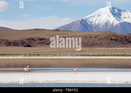 Flamingos feeding in lagoon in front of volcanic peak Stock Photo