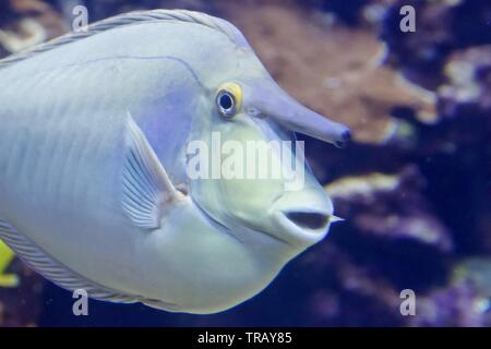 Bluespine Unicornfish, also known as short-nose unicornfish and Naso unicornis, in Maui, Hawaii Stock Photo