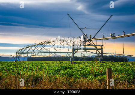 Automated irrigation sprinklers system on a farmland at sunrise in New Zealand. Stock Photo