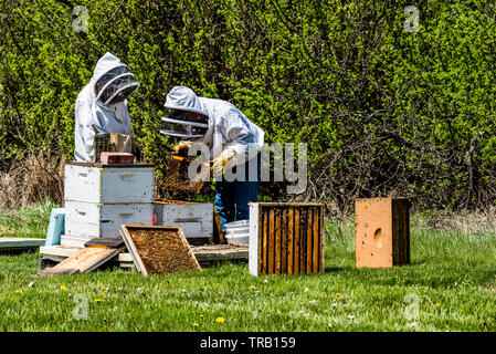 Unrecognizable beekeepers inspecting brood trays from beehive super Stock Photo