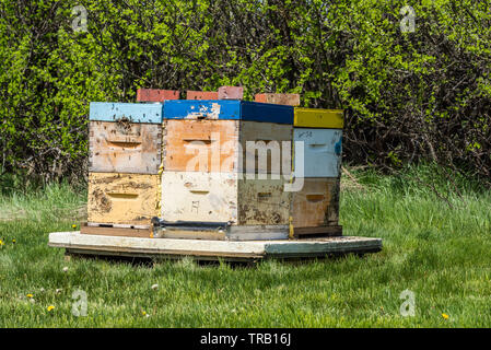 Closeup of bees buzzing around beehive Stock Photo