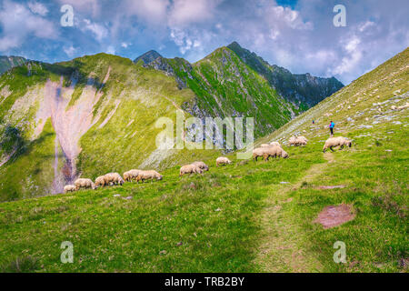 Herd of sheep on the steep slope and spectacular mountains in background, Carpathians, Romania, Europe Stock Photo