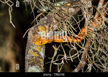 Perched Yellow Rat Snake Jr Stock Photo