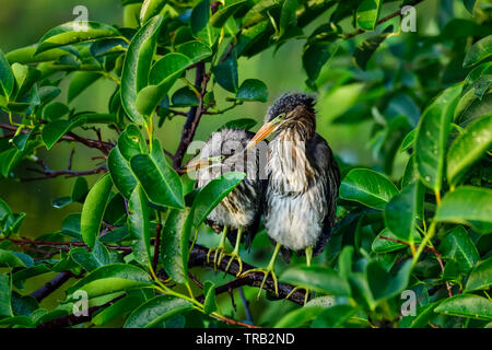 Perched Green Heron siblings are waiting for the sunrise. Stock Photo