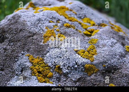 Close-up view of weathered stone covered with yellow and white lichens. Stock Photo