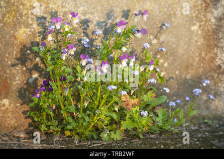 Beautiful pansy summer flowers in garden on wall background Stock Photo