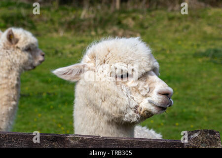 A close up image of an Alpaca (Vicugna pacos) of Andean origin Stock Photo