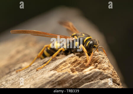 European paper wasp (Polistes gallicus) on the wooden board Stock Photo