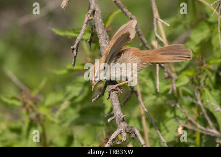 Stunning bird photo. Cetti's warbler / Cettia cetti Stock Photo