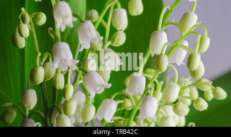 Lilies of the valley macro view background Stock Photo