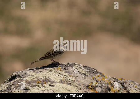 Stunning bird photo. Tree pipit / Anthus trivialis. Stock Photo