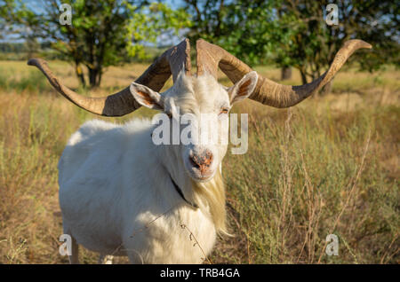 Portrait of white goat with abnormally enormous horns standing on a summer pasture Stock Photo