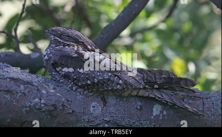 European nightjar, sleeping on branch Stock Photo