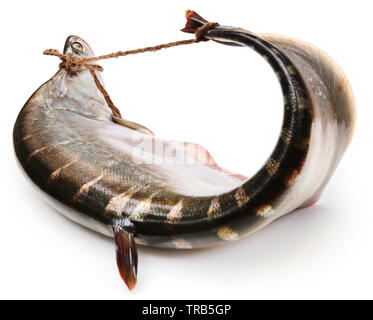 Foli fish or notopterus featherback fish on Bamboo tray with curry ...