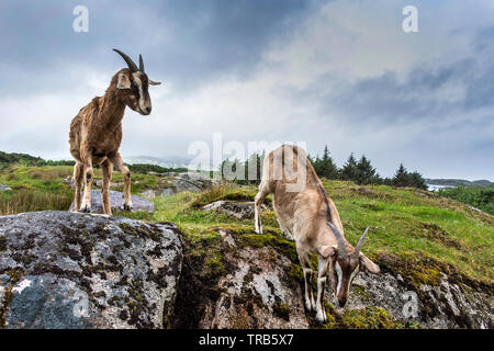 Burtonport, County Donegal, Ireland. 2nd June 2019. Arapawa Goats, Capra aegagrus hircus, are seen on a hillside above the fishing village. They are one of the rarest breeds of goat in the world. Credit: Richard Wayman/Alamy Live News Stock Photo