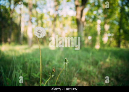 Single Fluffy Dandelion In meadow. Boke Bokeh Natural Blurred Background. Stock Photo