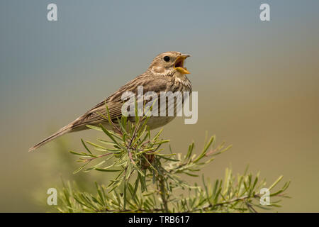 Stunning bird photo. Corn bunting / Emberiza calandra Stock Photo