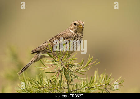 Stunning bird photo. Corn bunting / Emberiza calandra Stock Photo